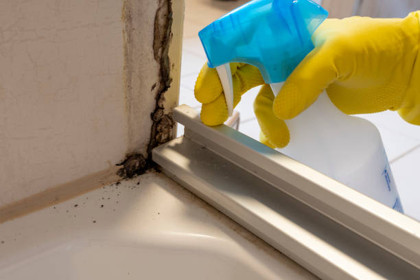 Best Mold Remediation for Specific Building Types in USA